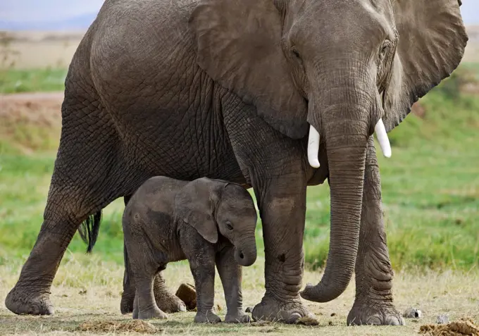 A baby elephant is protected by its mother beside the permanent swamps at Amboseli.