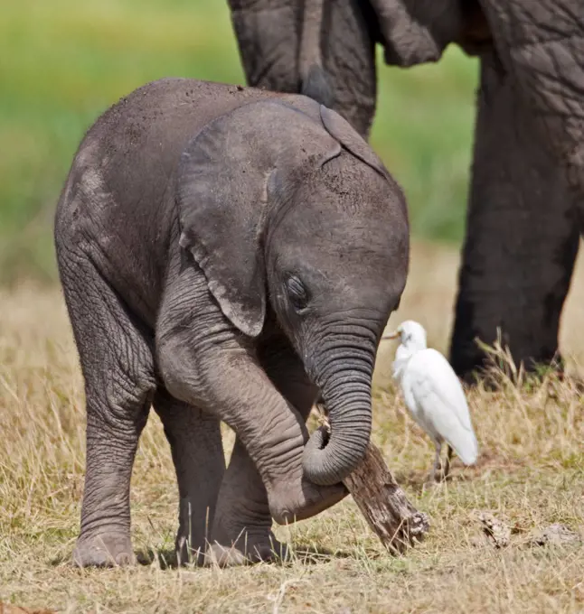 A baby elephant playing with a piece of dead wood beside its mother.