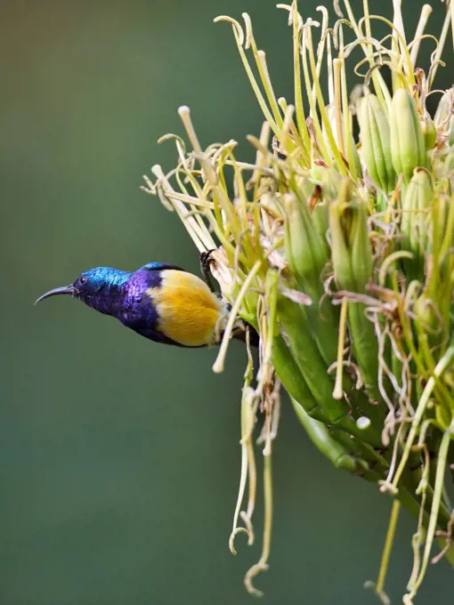 A Variable Sunbird , falkensteini,.