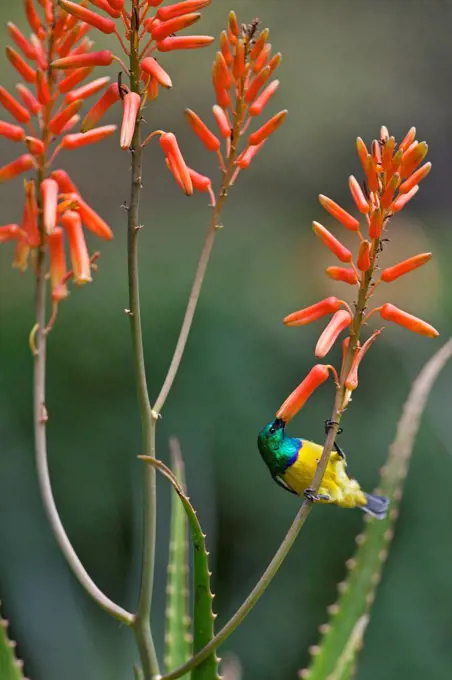 A Variable Sunbird , falkensteini, feeding on an aloe flower.