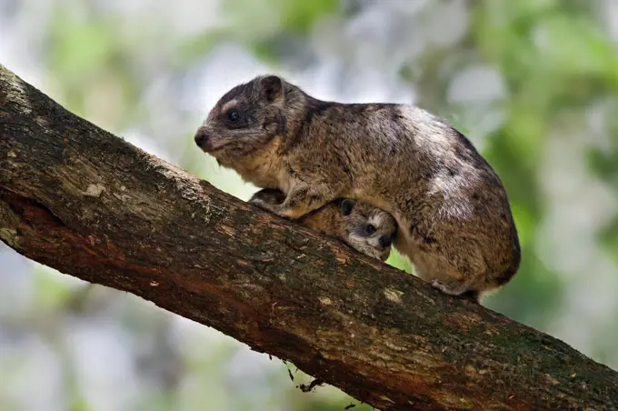 A Southern tree hyrax protecting its young.