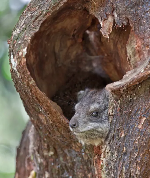 A Southern tree hyrax peeping out of its shelter.