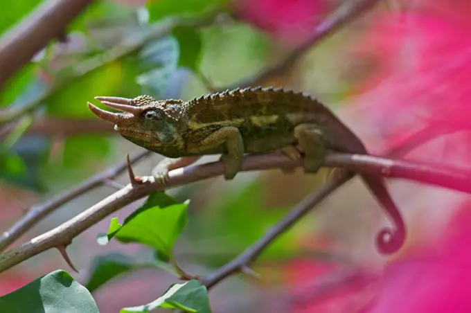 A Jacksons three horned Chameleon.