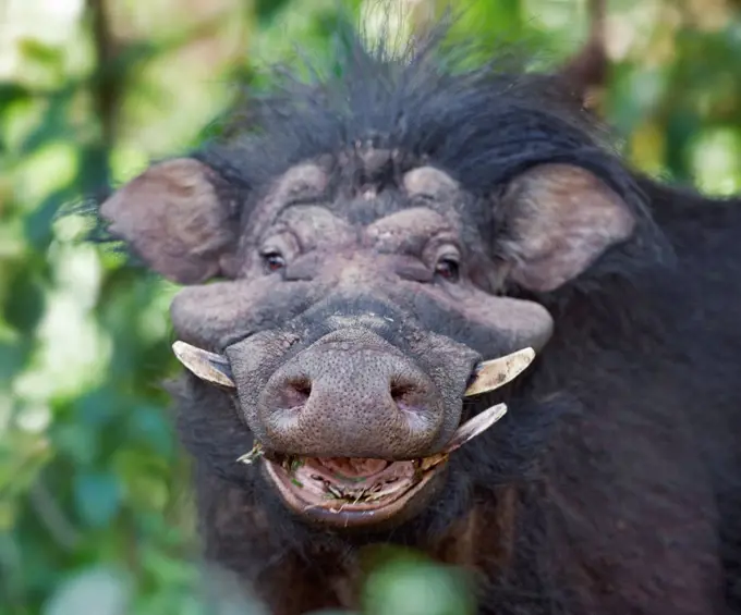 A close up of a male Giant Hog in the Aberdare National Park.