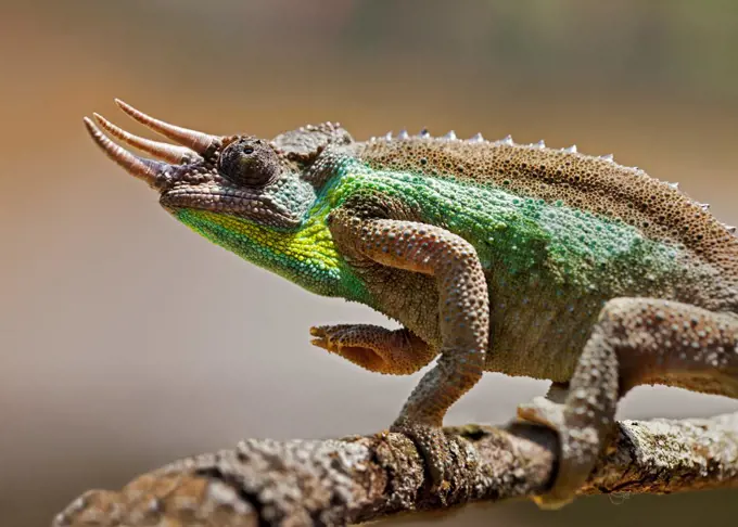 A Jacksons three horned chameleon.