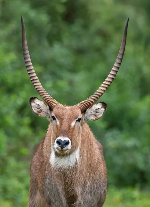 A male Defassa Waterbuck, Aberdare National Park, Kenya