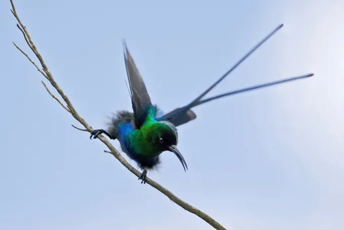 A Malachite Sunbird on the moorlands of Mount Kenya, Kenya