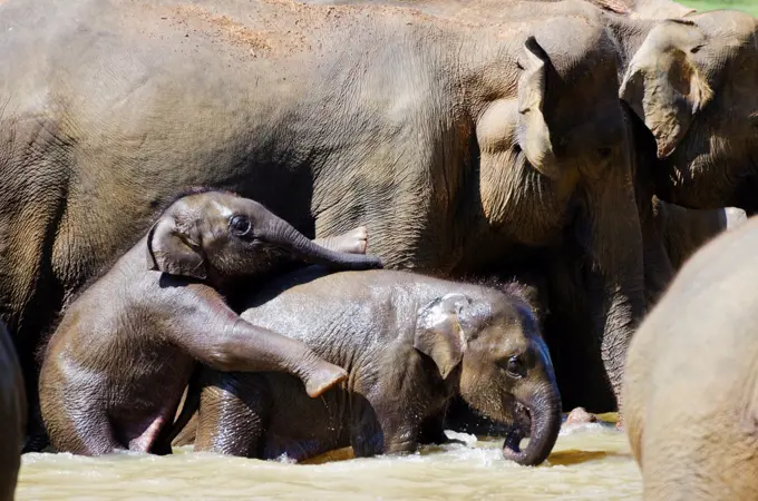 Sri Lanka, Pinnewala Elephant Orphanage near Kegalle, baby elephant bathing