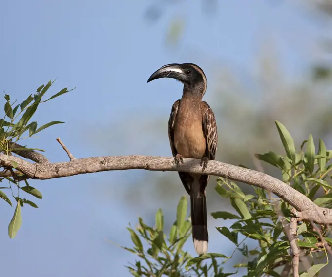 An African Grey Hornbill in Kidepo National Park, Uganda, Africa