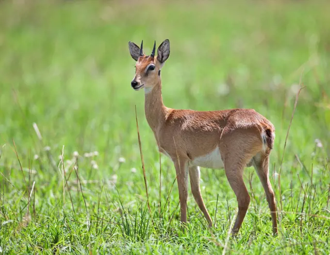 A male Oribi in Murchison Falls National Park, Uganda, Africa