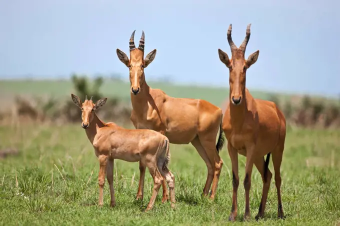 A family of Jacksons Hartebeest in Murchison Falls National Park, Uganda, Africa