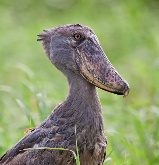 A Shoebill in the swamps near Wanseko, Uganda, Africa