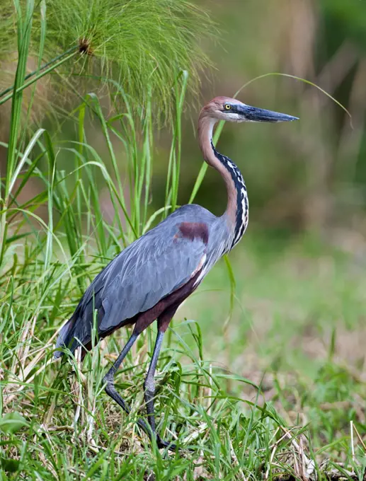 A Goliath Heron in the swamps near Wanseko, Uganda, Africa