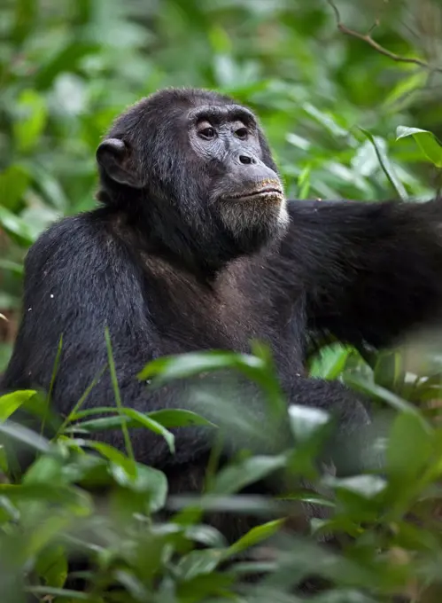 A chimpanzee in the Kibale Forest National Park, Uganda, Africa