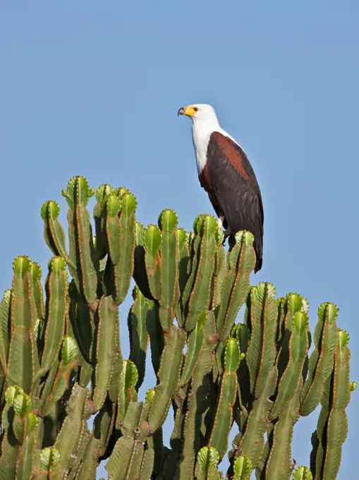 A fine African Fish Eagle perched on top of a Euphorbia tree, Uganda, Africa