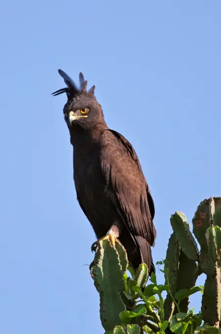 A Long crested Eagle with its long loose crest blowing in the breeze, Uganda, Africa