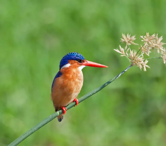 A beautiful Malachite Kingfisher perched on a reed beside the Kazinga Channel in Queen Elizabeth National Park, Uganda, Africa