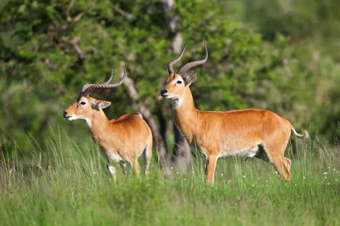 Male Uganda Kobs. They are distinguished from females by their thick, lyrate horns, Uganda, Africa