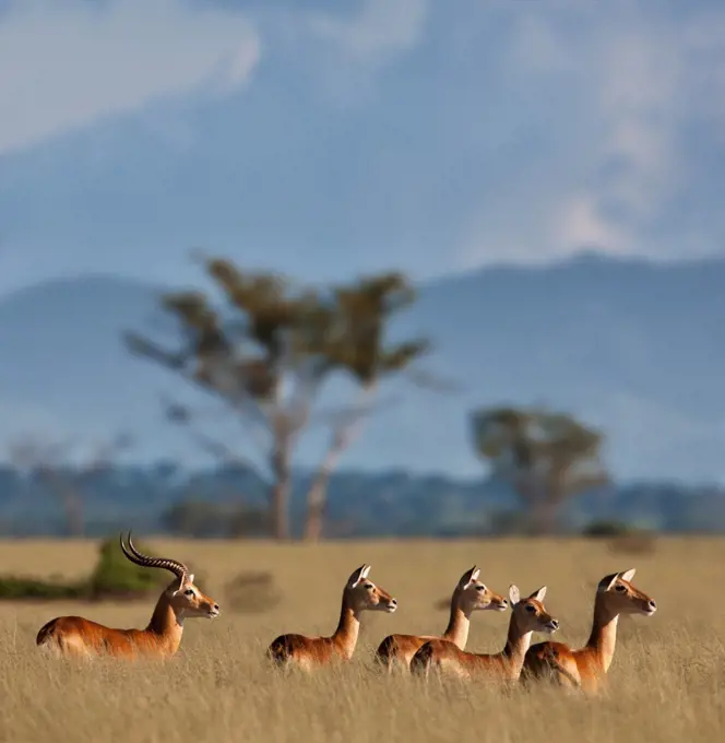 In late afternoon light, a male with four female Uganda Kob are vigilant in tall dry grass at Ishasha in the southwest corner of the Queen Elizabeth National Park, Uganda, Africa