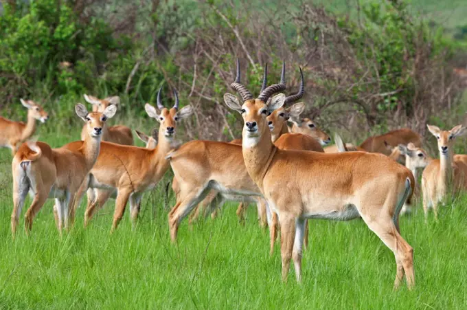 A herd of Uganda Kob at Ishasha in the southwest corner of the Queen Elizabeth National Park, Uganda, Africa