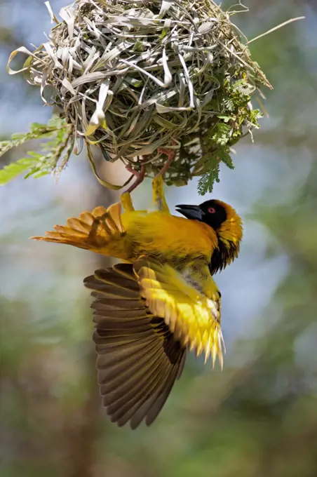 A Black headed Weaver builds its nest, Uganda, Africa