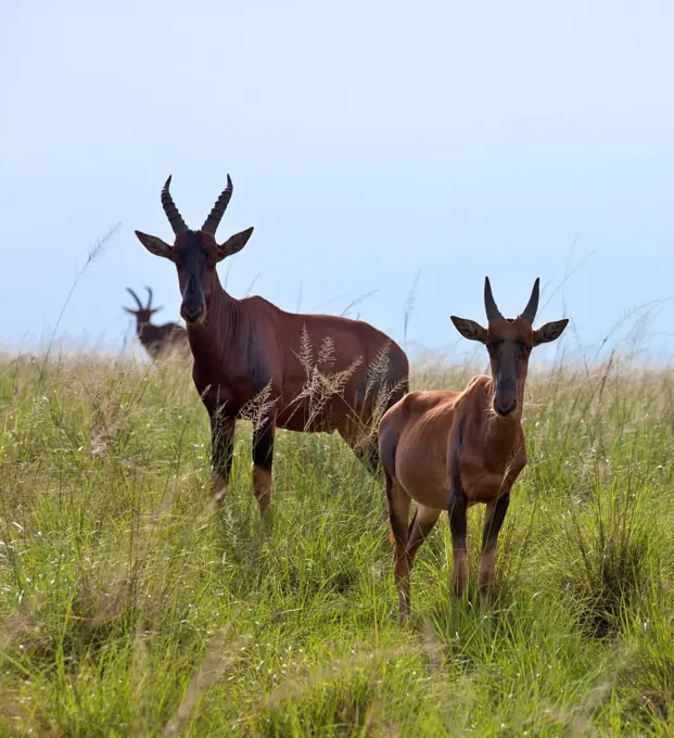 Topis in lush green grass at Ishasha, Uganda, Africa