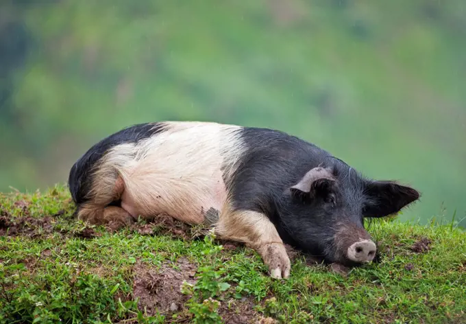 A local breed of pig lying on a bank in the rain, Uganda, Africa