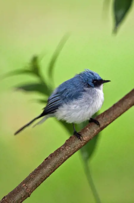 A White tailed Blue Flycatcher is an uncommon species restricted to the forests and forest edges of Western Uganda, Rwanda and Western Tanzania.