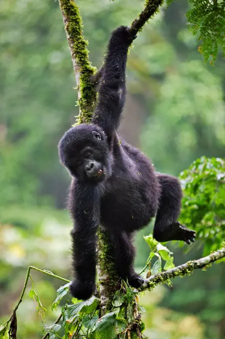 The 18 months old baby Mountain Gorilla Rotary of the Nshongi Group swings playfully in a tree in the Bwindi Impenetrable Forest of Southwest Uganda, Africa