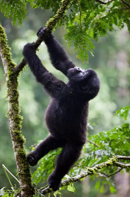 The 18 months old baby Mountain Gorilla Rotary of the Nshongi Group climbs a tree in the Bwindi Impenetrable Forest of Southwest Uganda, Africa