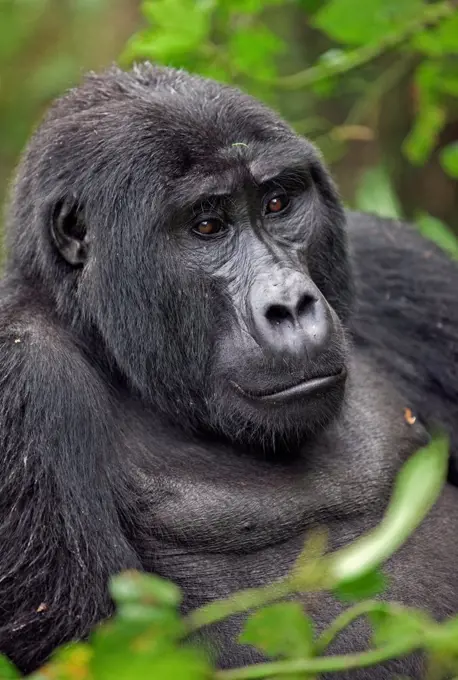 A Mountain Gorilla of the Nshongi Group rests in the Bwindi Impenetrable Forest of Southwest Uganda, Africa