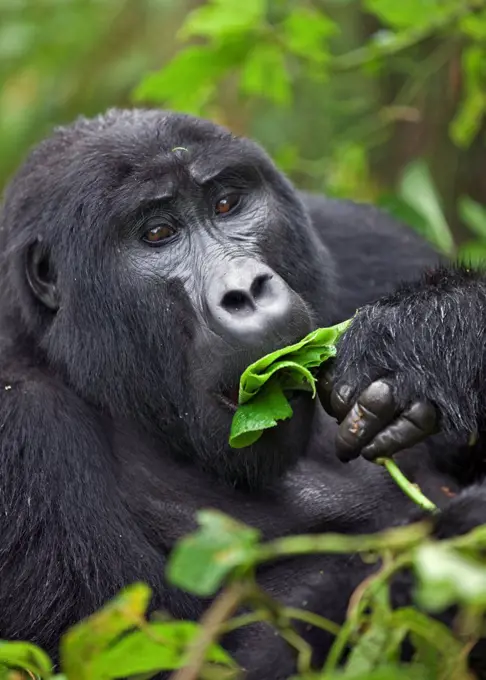 A Mountain Gorilla of the Nshongi Group feeds on leaves in the Bwindi Impenetrable Forest of Southwest Uganda, Africa