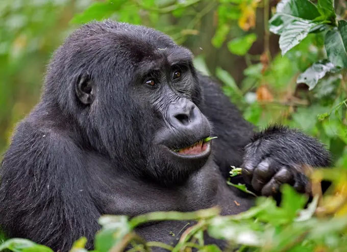 A Mountain Gorilla of the Nshongi Group feeds on leaves in the Bwindi Impenetrable Forest of Southwest Uganda, Africa