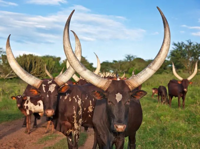 Magnificent long horned Ankole cattle belong to the pastoral Bahima people whose culture is bound by their relationship with cattle, Uganda, Africa