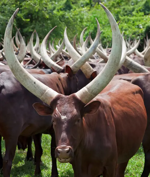 Magnificent long horned Ankole cattle belong to the pastoral Bahima people whose culture is bound by their relationship with cattle, Uganda, Africa