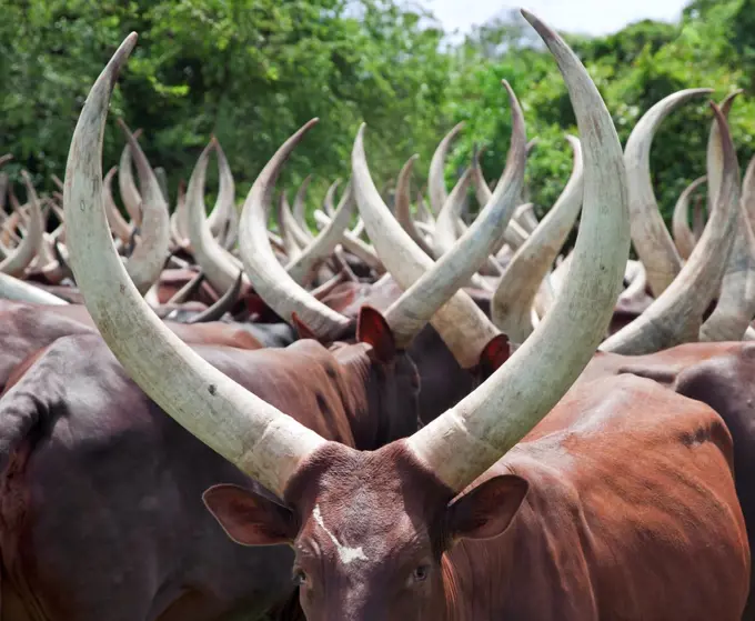 Magnificent long horned Ankole cattle belong to the pastoral Bahima people whose culture is bound by their relationship with cattle, Uganda, Africa