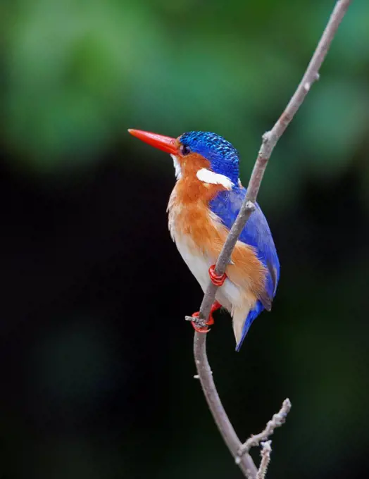 A beautiful Malachite Kingfisher at Lake Mburo, Uganda, Africa