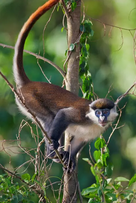 A Red Tailed Monkey in the riverine forest on the banks of the Victoria Nile, Uganda, Africa