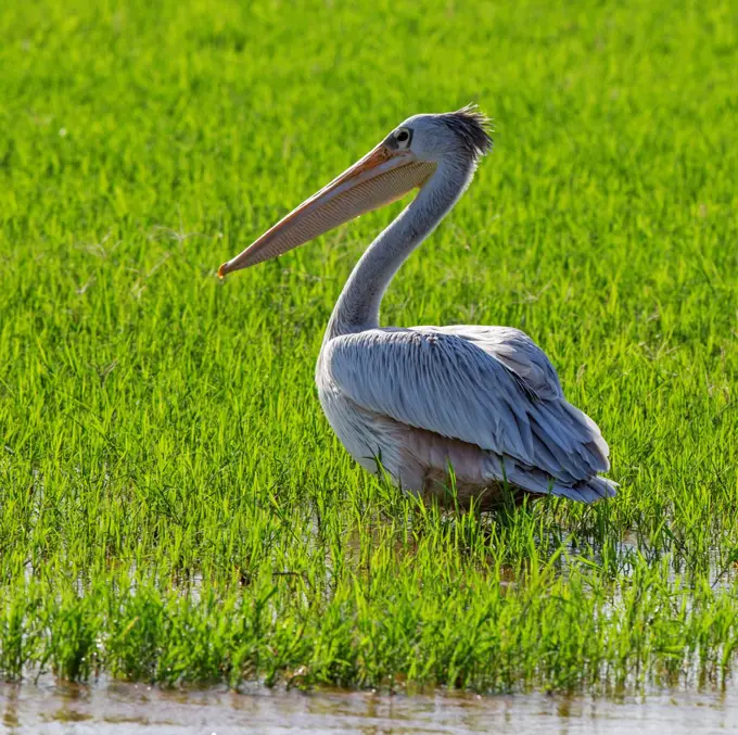 A Pink backed Pelican on the flooded banks of the Omo River, Ethiopia