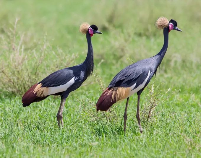 The magnificent Black crowned Crane is only found in Eastern Africa in the far north of Kenya and Uganda, and Southern Ethiopia.