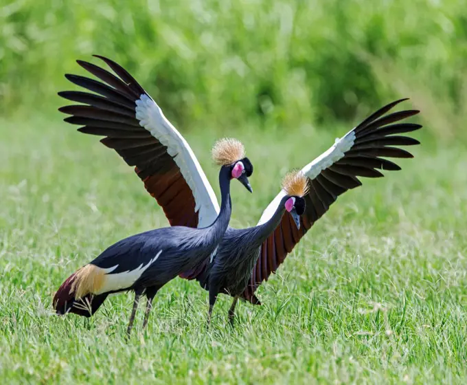 The magnificent Black crowned Crane is only found in Eastern Africa in the far north of Kenya and Uganda, and Southern Ethiopia.