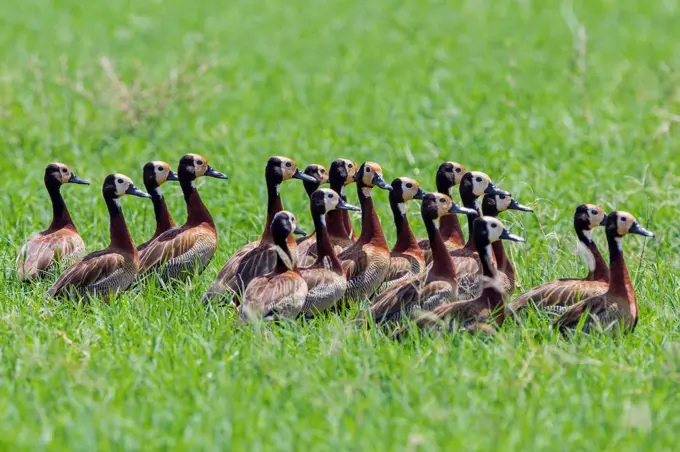 A flock of White faced Whistling Duck on the banks of the Omo River, Ethiopia