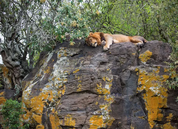 A lion sleeping on a lichen covered rock in Lake Nakuru National Park, Kenya