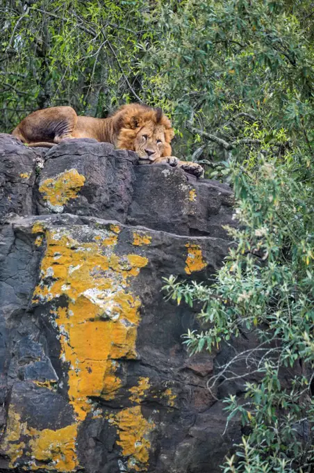 A lion resting on a lichen covered rock in Lake Nakuru National Park, Kenya