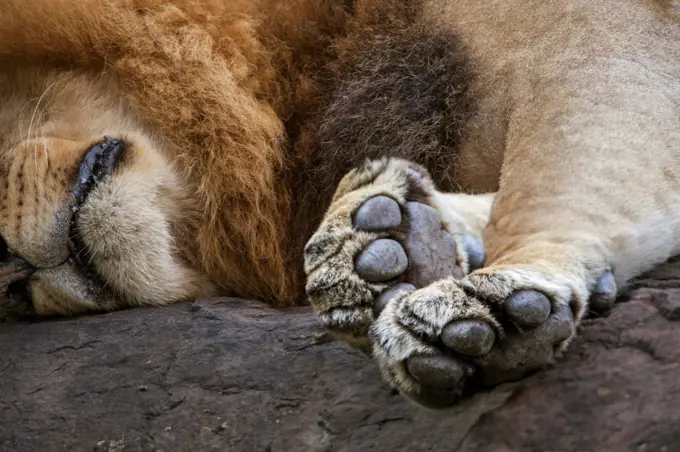 The front paws of a male lion resting on a rock, Kenya