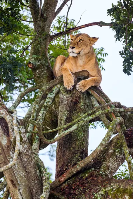 A lioness resting in a tree at Lake Nakuru National Park, Kenya