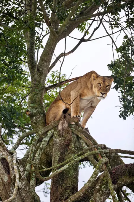 A lioness watching her prey from a tree in Lake Nakuru National Park, Kenya