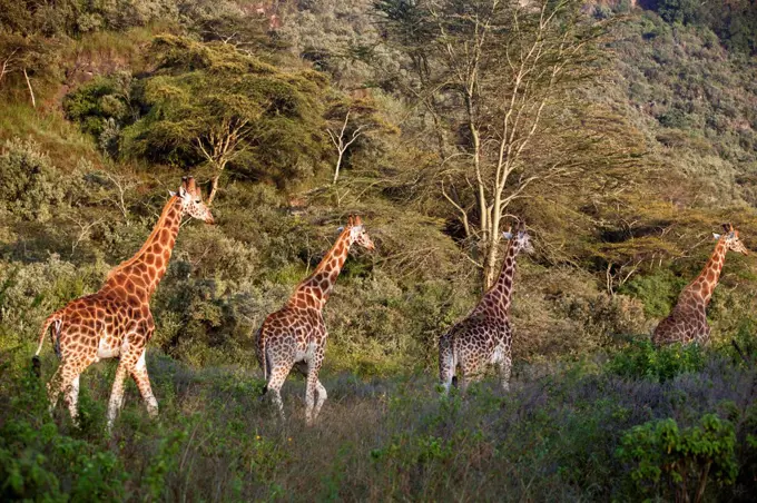 A line of Rothschild giraffes in Lake Nakuru National Park, Kenya