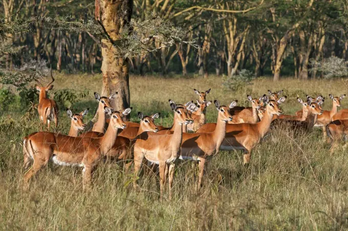 A herd of Impalas among Fever Trees in Lake Nakuru National Park, Kenya