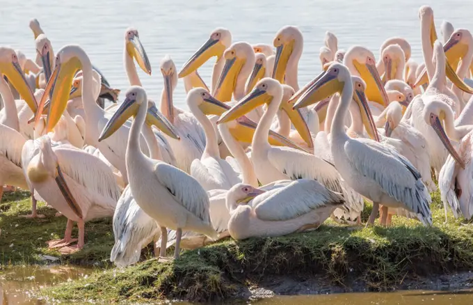 A flock of Great White Pelicans beside Lake Nakuru, Kenya